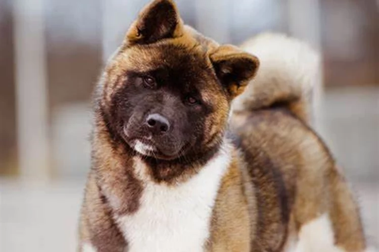 Getting A Dog: 5 Reasons To Consider The American Akita: 